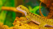 © Reptilienzoo Happ © Reptilienzoo Happ